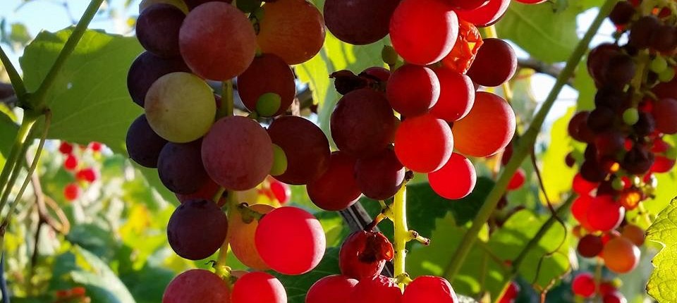 A cluster of red grapes in the summer sun