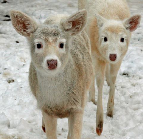 2 white deer
